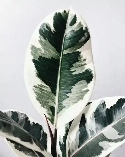 LITTLE JUNGLE Ficus Tineke White Variegated - Healthy Live Plant with Pot, Air Purifying Plant, Indoor Plants for Living Room, Gifting, Bedroom, Kitchen, Garden, Balcony, Home Décor & Office Desk